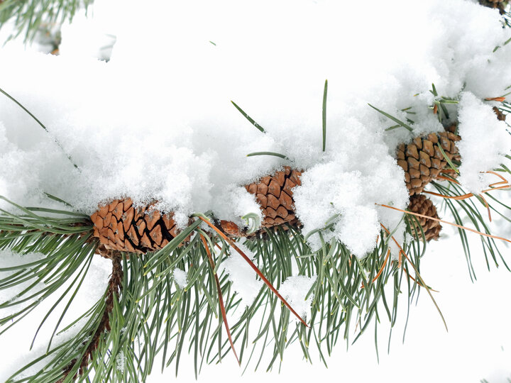 pine needles and pinecones in snow