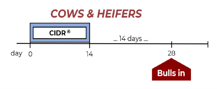 Protocol for 14 day CIDR: Insert a CIDR for 14 days, remove, and wait for another 14 days, and then turn out bulls on Day 28.