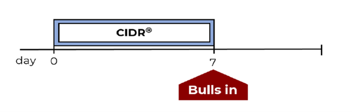 Insert a CIDR for 7 days, remove and turn bulls in.  Some experts recommend the 14 day CIDR protocol for better pregnancy rates in heifers.