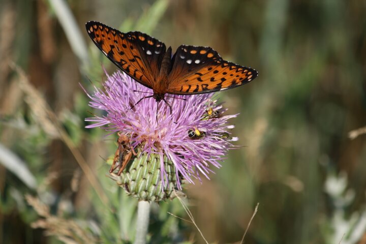 Regal fritillary butterfly