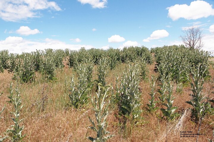 Scotch Thistle