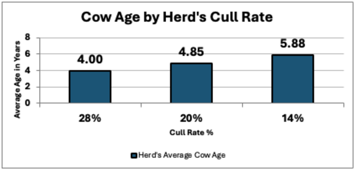 Cow age by herd's cull rate table