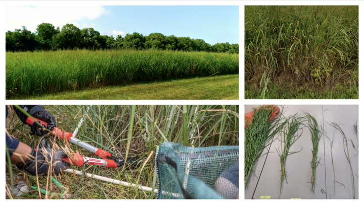 Switchgrass field, sampling, and stage sorting. Photo credits: Carolina Córdova