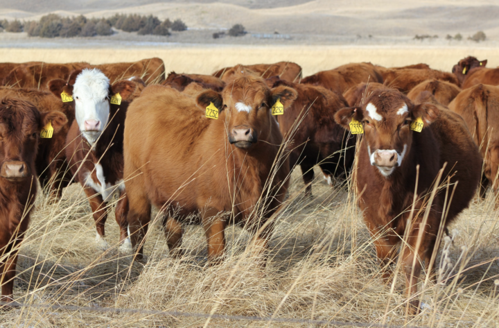 heifers on range