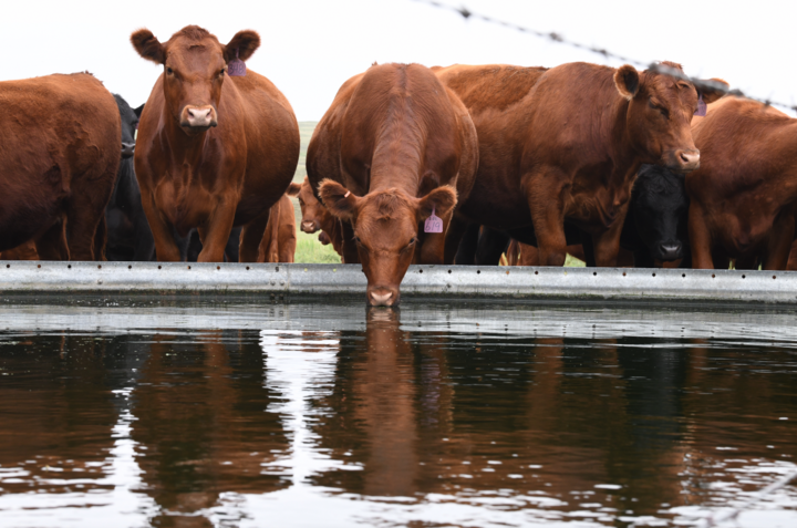 cattle drinking water