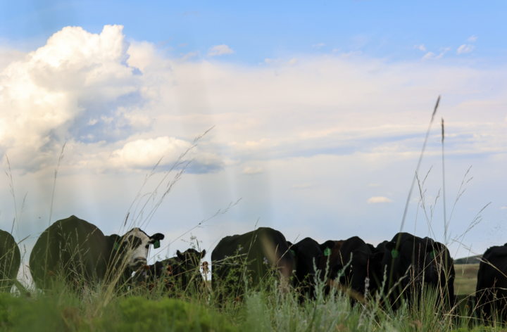 cattle in pasture