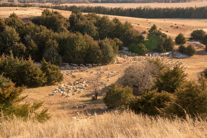 Sheep grazing