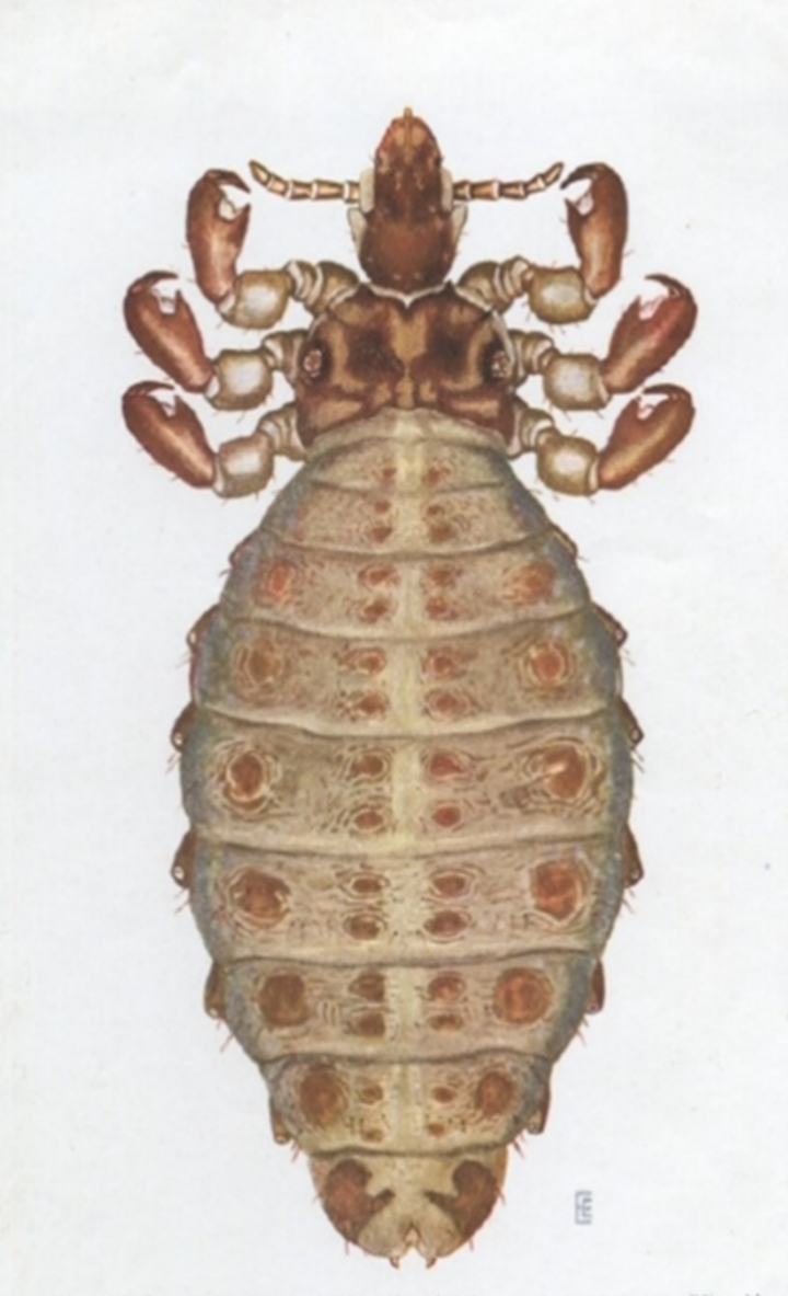 Short-nose cattle louse.