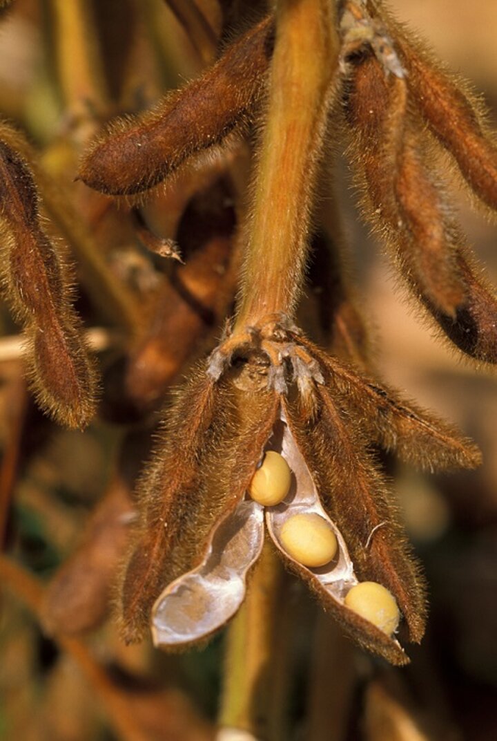 Soybeans in Pod