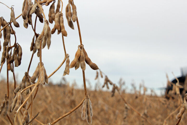 Soybeans