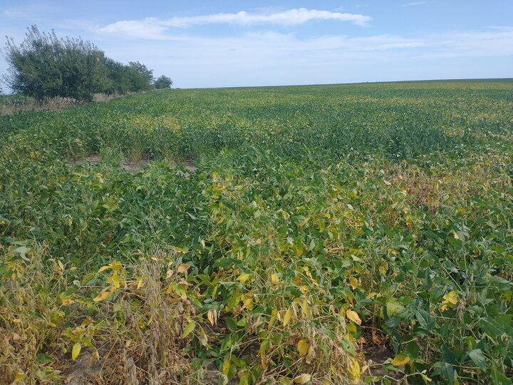 Soybean field