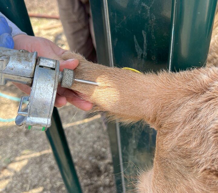 Implanting a feedlot animal