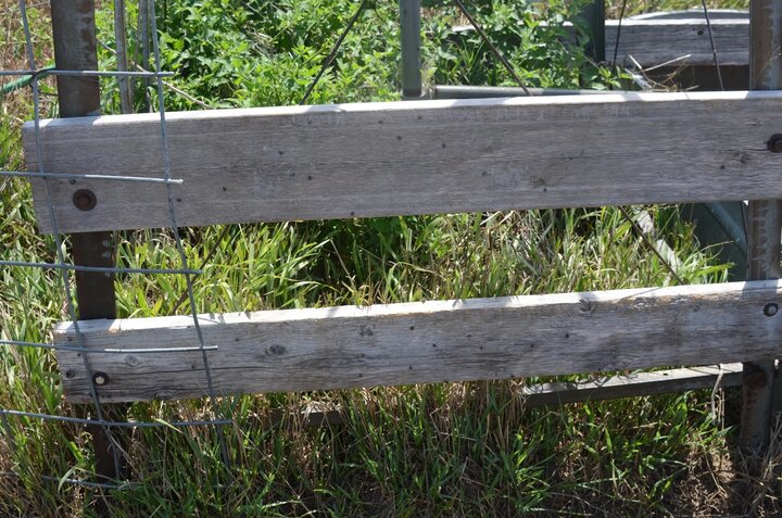 Stable flies resting on shaded sides of board near a windmill.