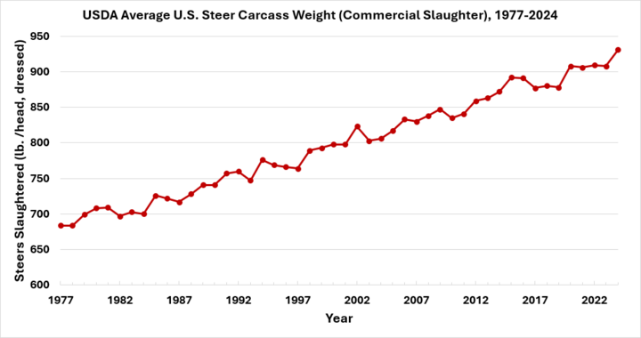 Figure 2: Carcass weights of steers continues to trend upward, from 1977 to 2024.