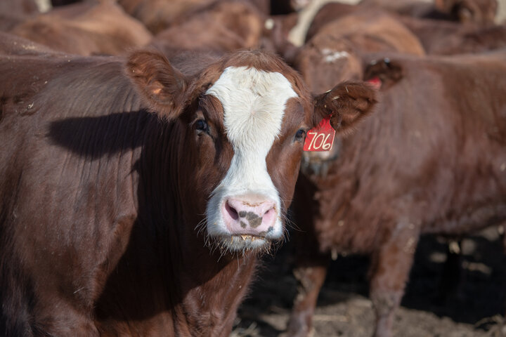 Feedlot steer