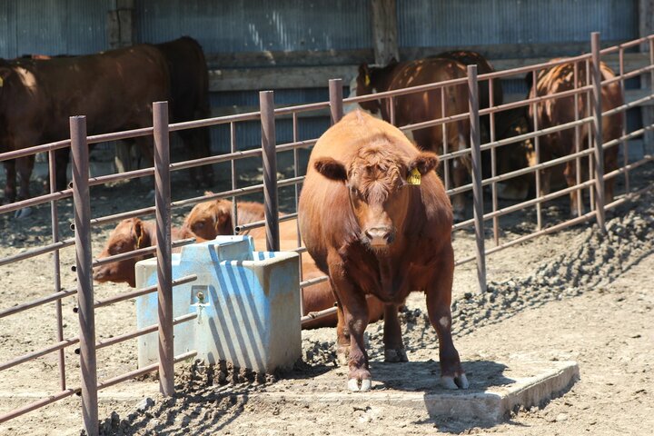 Steer in lot