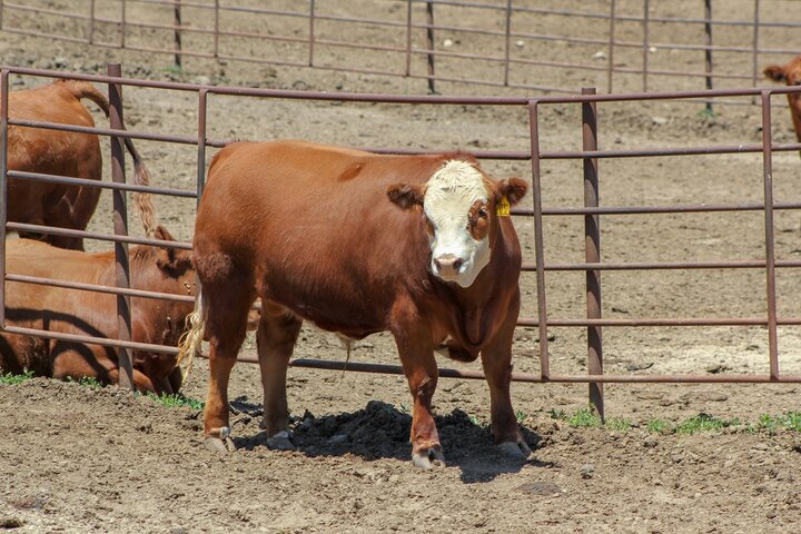 Steers in lot