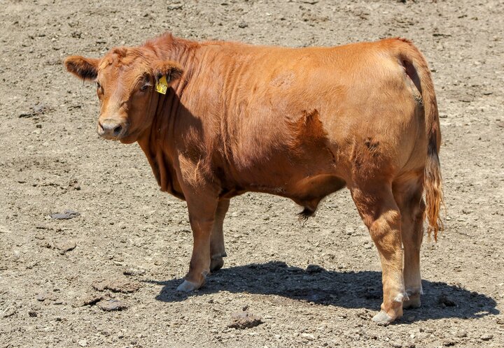 Red steer in a feedlot.