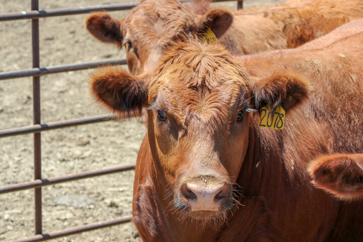 Steers in feedlot