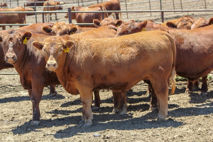 cattle