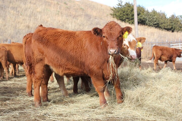 Stocker cattle on feed