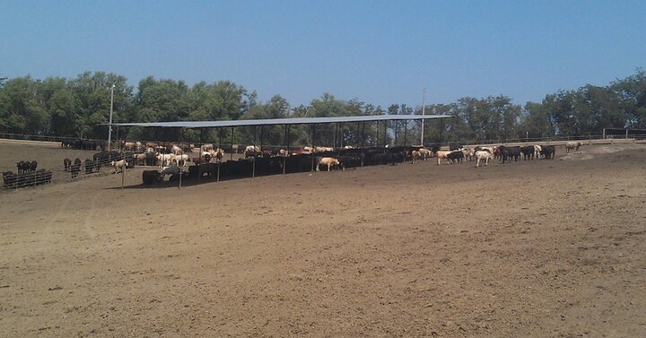 Shade in feedlot