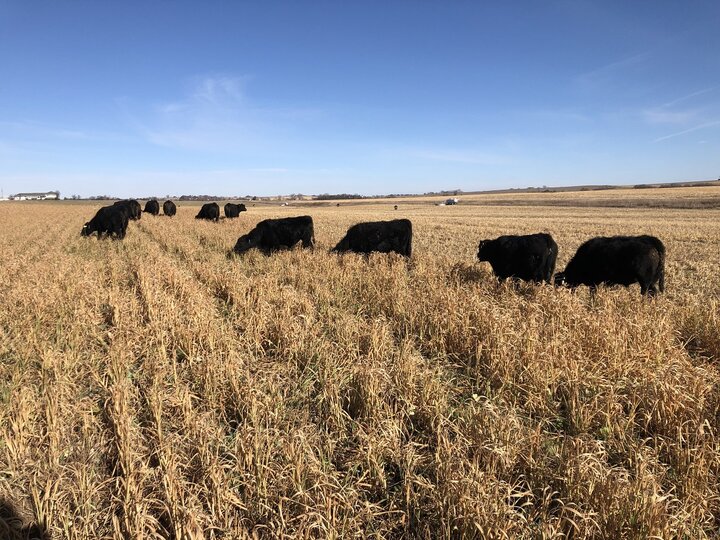 Cattle strip grazing a field