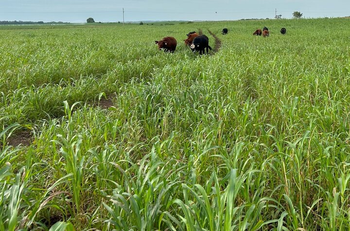 cattle grazing sudan grass