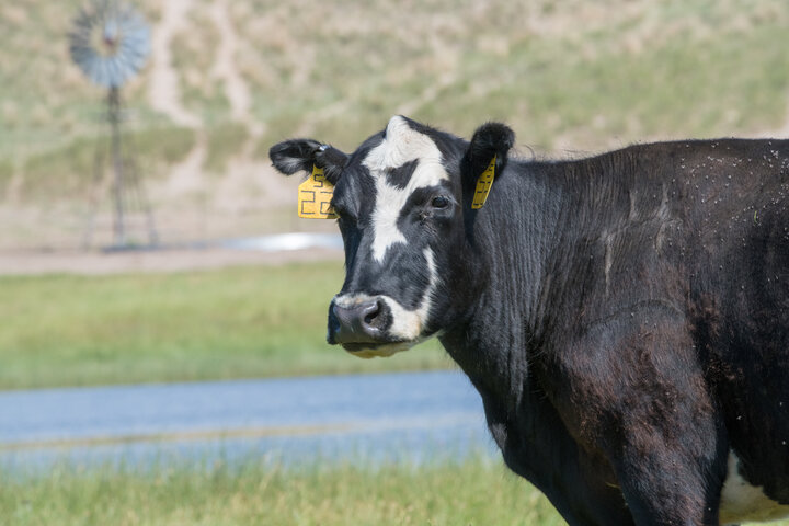 black and white cow in front of a windmill and water