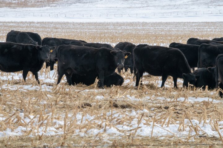 Cows grazing corn residue