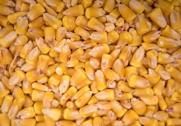 Corn