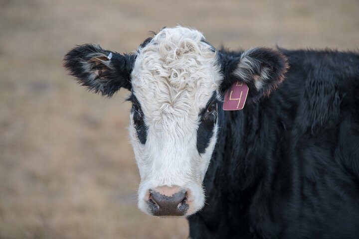 Cow
