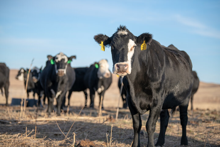 Black-white face cows in pasture