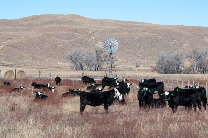 Cows in a pasture