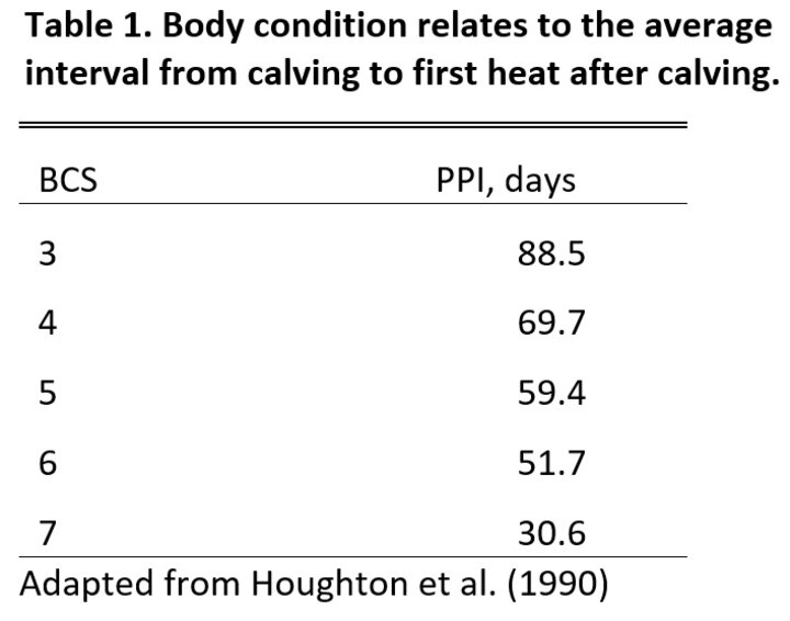 Body condition score to first heat after calving