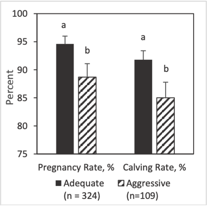 A bar graph compares pregnancy rate and calving rate of adequate and aggressive cows, with adequate cows having higher rates. 