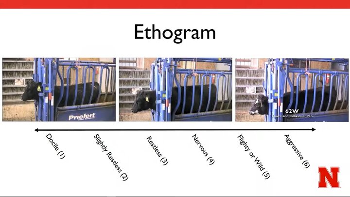 Scoring temperament of cattle in chute