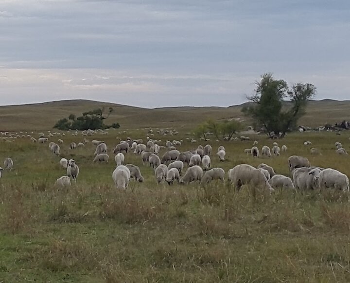 Sheep in a field