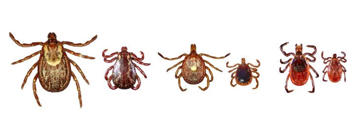 Ticks found in Nebraska