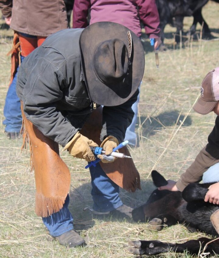 Vaccination at a branding