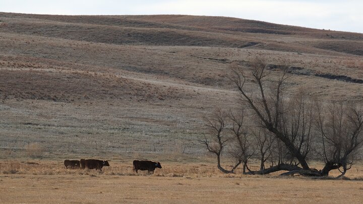 Cattle with virtual fencing collars