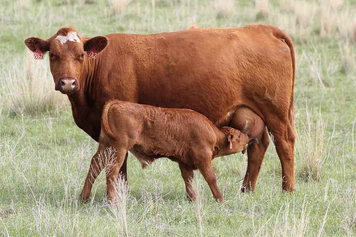 Black cow and baldie calf on Nebraska pasture