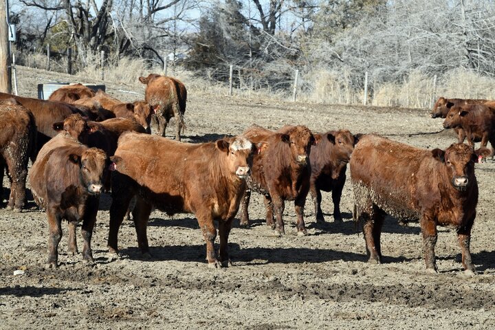 Cattle in feedlot