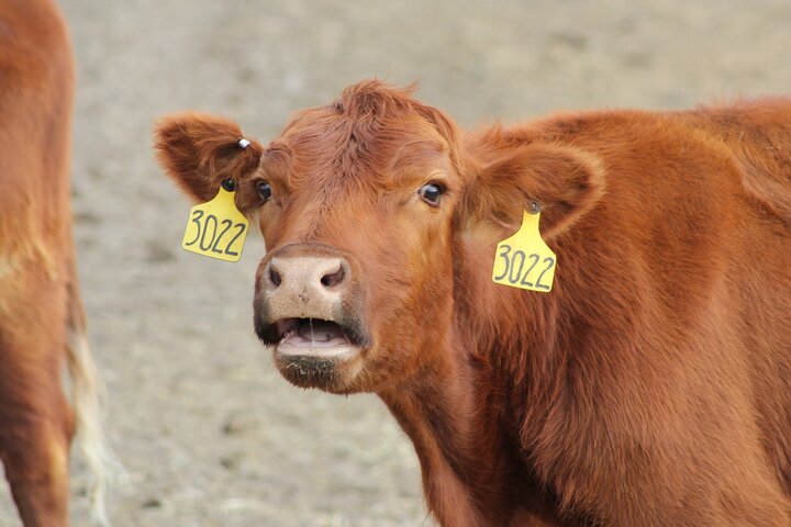 cow
