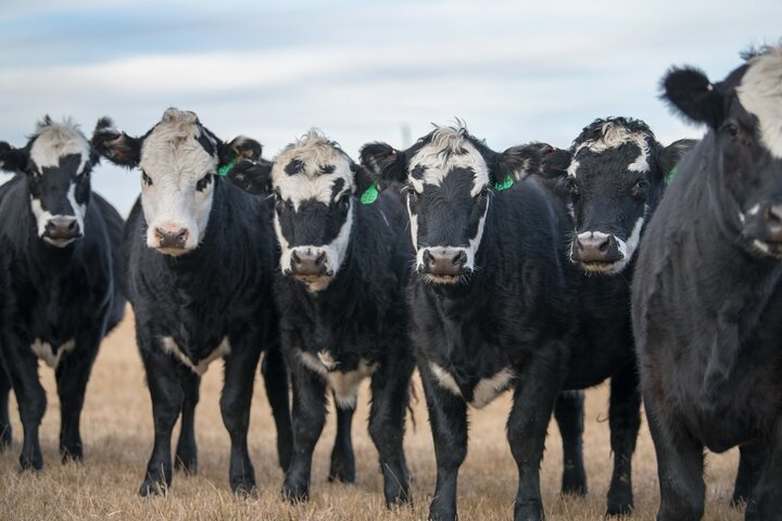 A herd of cattle