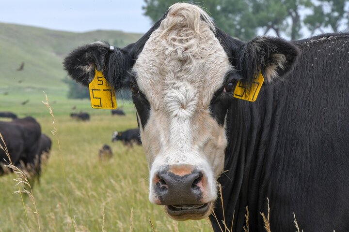 cow