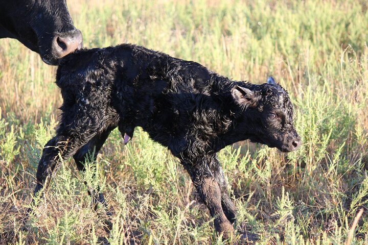 Newborn calf