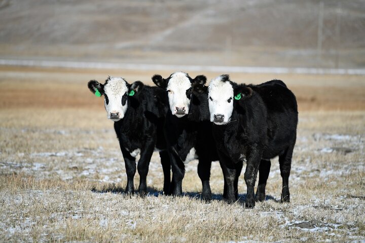 Heifers