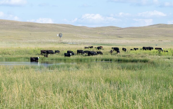 Cows grazing
