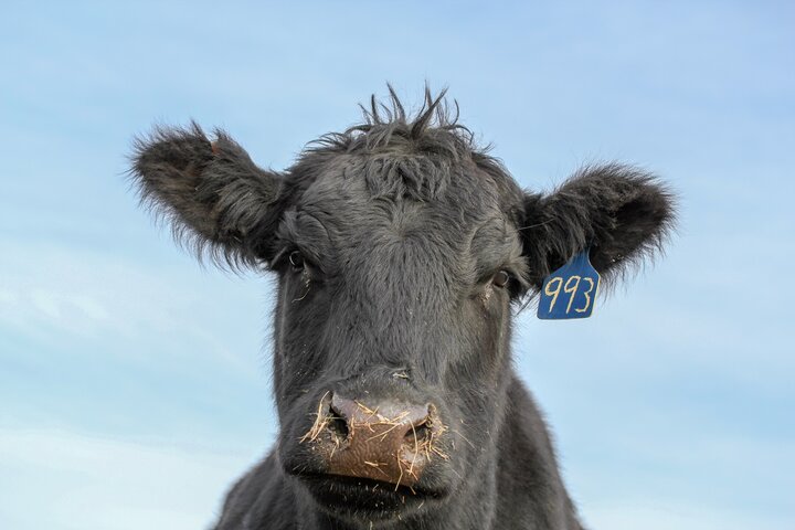 Beef animal